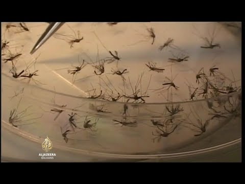 Video: Otkriven Parazit Mikroba Koji štiti Komarce Od Malarije