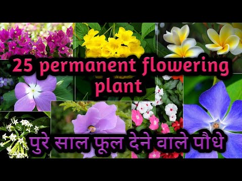 25 Permanent Flowering Plants For Summer ll पुरे साल फूल देने