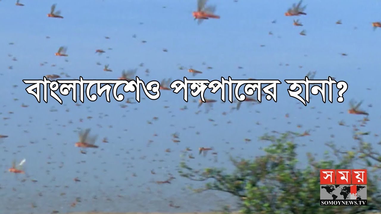 বাংলাদেশেও পঙ্গপালের হানা? Pongopal in bangladesh YouTube