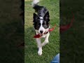 COME HERE !! Slow-mo of Collie's cutest run