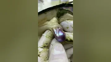 Как добывают жемчуг! Уникальное видео