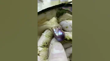 Как добывают жемчуг! Уникальное видео