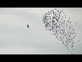 Бойня в небе Орла и Скворцов/ Fight in the sky of an eagle and birds