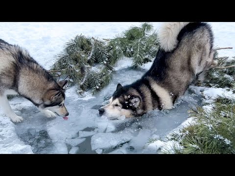 Видео: Кошачьи реакции на рейду