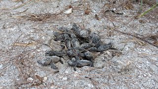 Sea Turtle Hatchling Boil by SCCFSanibelCaptiva 995 views 1 year ago 19 seconds