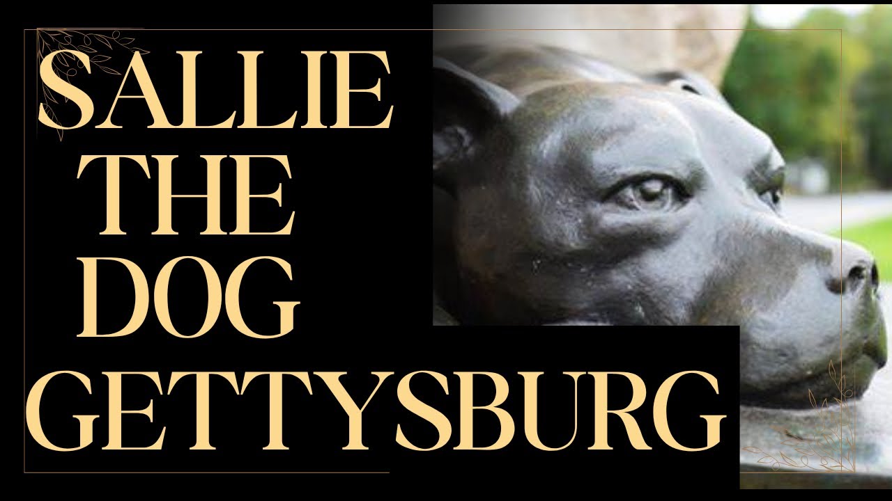 The Loyal Soldier Sallie the Dog & the 11th Pennsylvania