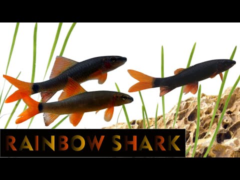 Video: Majú dúhové žraloky zuby?