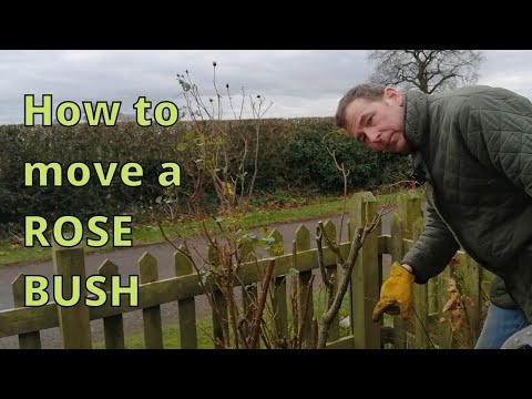 How To Move A Rose Bush. How To Transplant A Rose. General Rose Care.