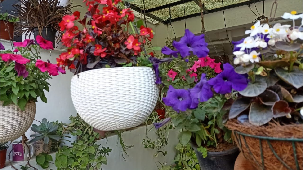 Learn to make Hanging Baskets of winter flowering plant eg Verbena ...