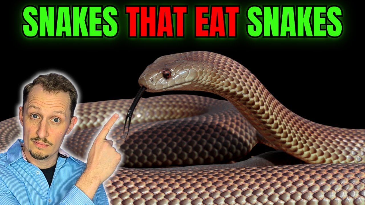 Snakes That Eat Snakes (A Zoologist Explains)