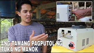 PAANO ANG TAMANG PAGPUTOL NG TUKA NG MANOK? DEBEAKING | POULTRY FARMING PHILIPPINES