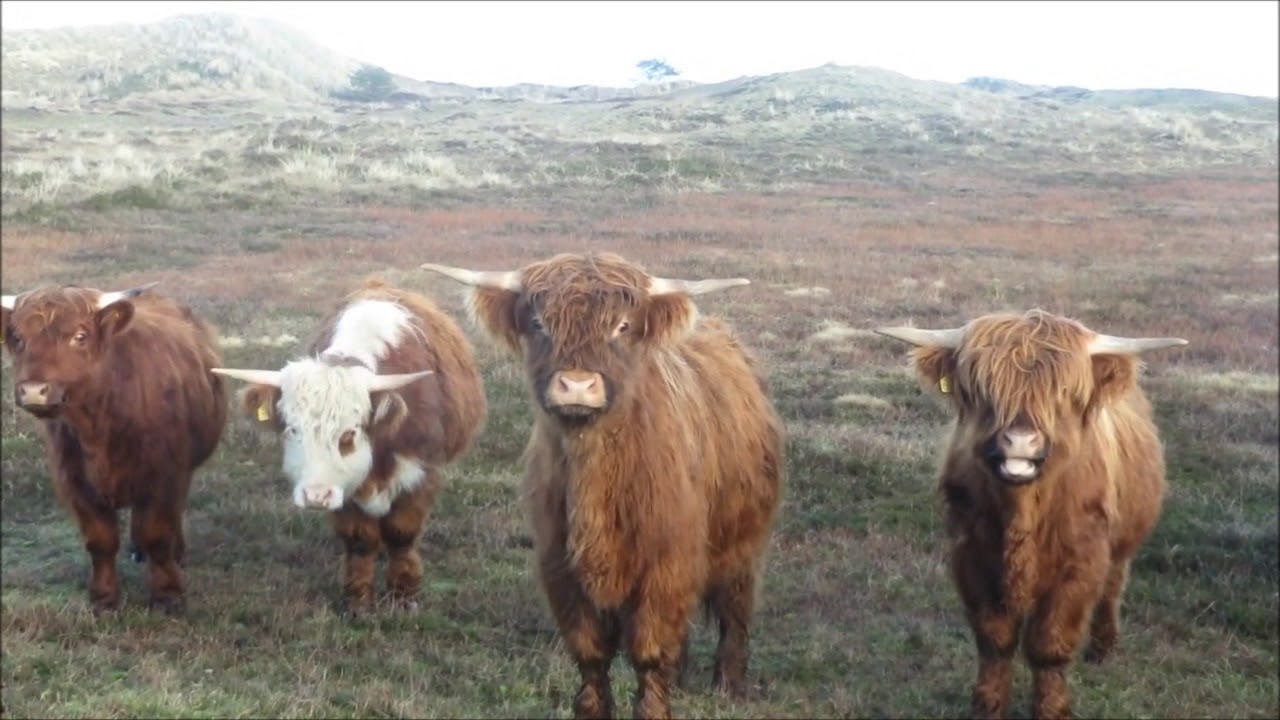 Vandretur på Fanø 1