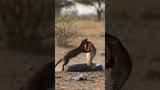 snake and mongoose fight 🥵