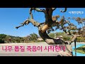 단풍나무 톱질 죽음이 시작된다 #295사계전정학교 26  4  20 Mp3 Song