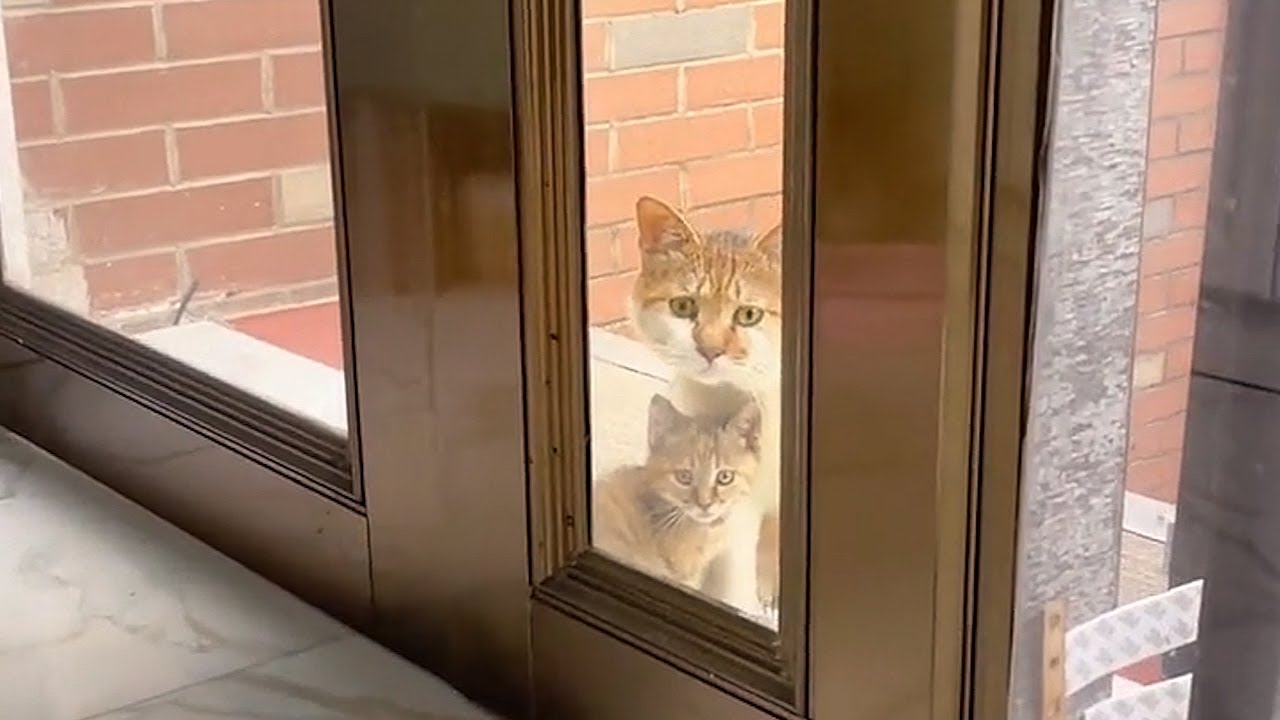 Бродячий кот отец и сын снова вернулись к дверному проему, их жалкие глаза наполнились горем!