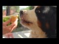 Finding the Right Obedience Training for Dogs - Receive Full Access to 50+ Dog Training Videos Finding the Right Obedience Training for Dogs - Receive Full Access to 50+ Dog Training Videos