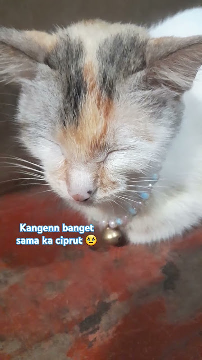 hari² ku terasa sunyi tiada ka ciprut 🥹 bener² nyesek ...hari² air mata menetes 😭🤲 #cat #고양이들
