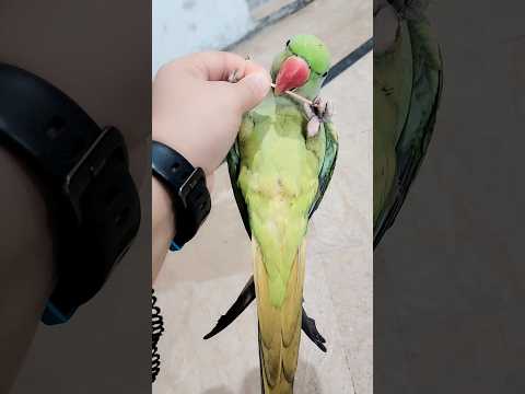 Shararti Toota Shortsfeed Shortsviral Shortvideos