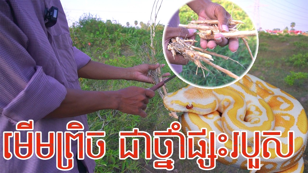 មើមព្រិច ជាថ្នាំផ្សះរបួសបានយ៉ាងពូកែ || Advantage of​ Bambou Mini