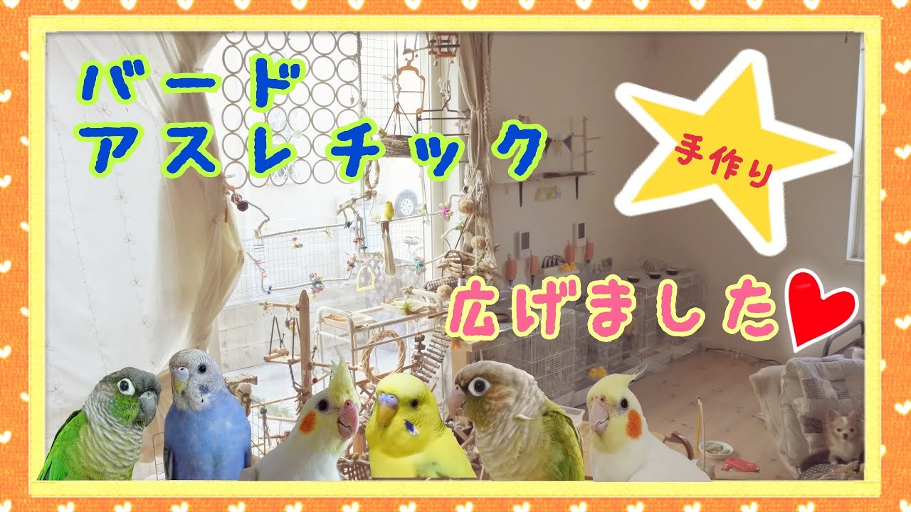 バードアスレチックを広げました！！手作りおもちゃ☆インコ Budgerigar Cockatiel Green-cheeked