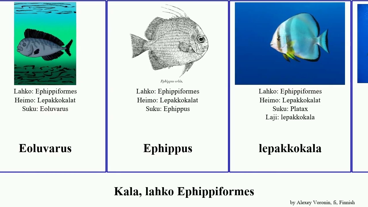 Kala, lahko Ephippiformes fish faber Ephippus Unicorn Platax Chaetodipterus Eoluvarus Lepakkokalat