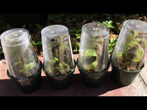 Vidéo: Comment Faire Pousser Une Fleur Prédatrice Dans La Maison : Venus Flytrap