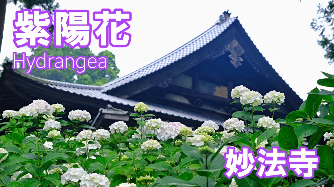 妙法寺のアジサイ 2022 富士川町 4K | hydrangea ｜山梨県観光スポット - YouTube