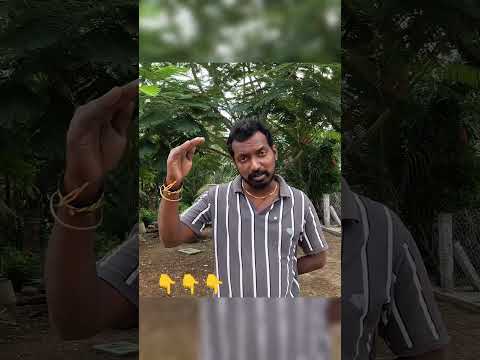 suma nu nenachingala😠 #goatfarming #goat