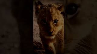 How cute is this cub. African safari. Uganda. Kenya. Tanzania.