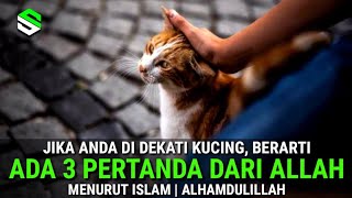 MASYAALLAH !! Jika Anda Didekati Kucing, Ada 3 Pertanda Ini Dari Allah