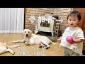 ひとの成果を颯爽と取りに行くラブラドール