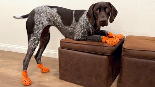 My Dog Tries On Dog Boots For The First Time | German Shorthaired Pointer | GSP Dog Vlog