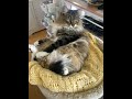 #cat #music #cat #funny #funnycat #catfunny #catvideos #givingup #fedup #why #whynot #whymelord