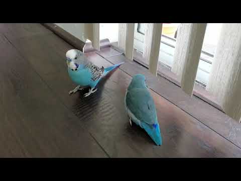 Video: Parrotlets - Mini Gövdede Paketlenmiş Büyük Kişilik