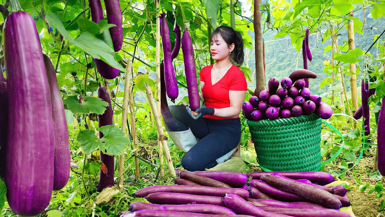 Harvesting Tons Squash Goes To Market Sell, Farm Life | Nhất My Bushcraft