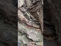 Can plants and trees grow out of ROCK?  #rocks #roots #naturelovers #wildlife #outdoors #treeroots