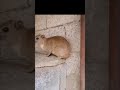 #minivlog #shortvideo #shortsfeed #trending