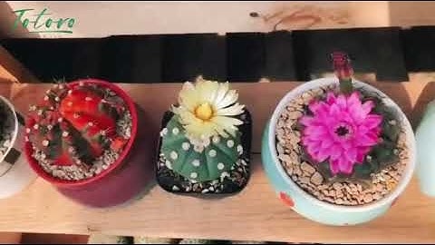 Một góc xương rồng cực xinh tại Totoro Garden