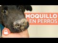 MOQUILLO CANINO - Síntomas, contagio y tratamiento