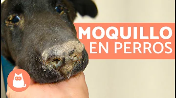 ¿Qué aspecto tiene el moquillo en los perros?