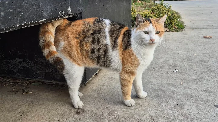 Video 6355961: tabby cat persian, stray cats food, cute stray cat, cat meowing, water cute cat, cute cat drinking water, adorable cats, kitty