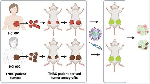 mPEG-PLGA from PolySciTech used in delivery of mRNA for treatment of breast cancer