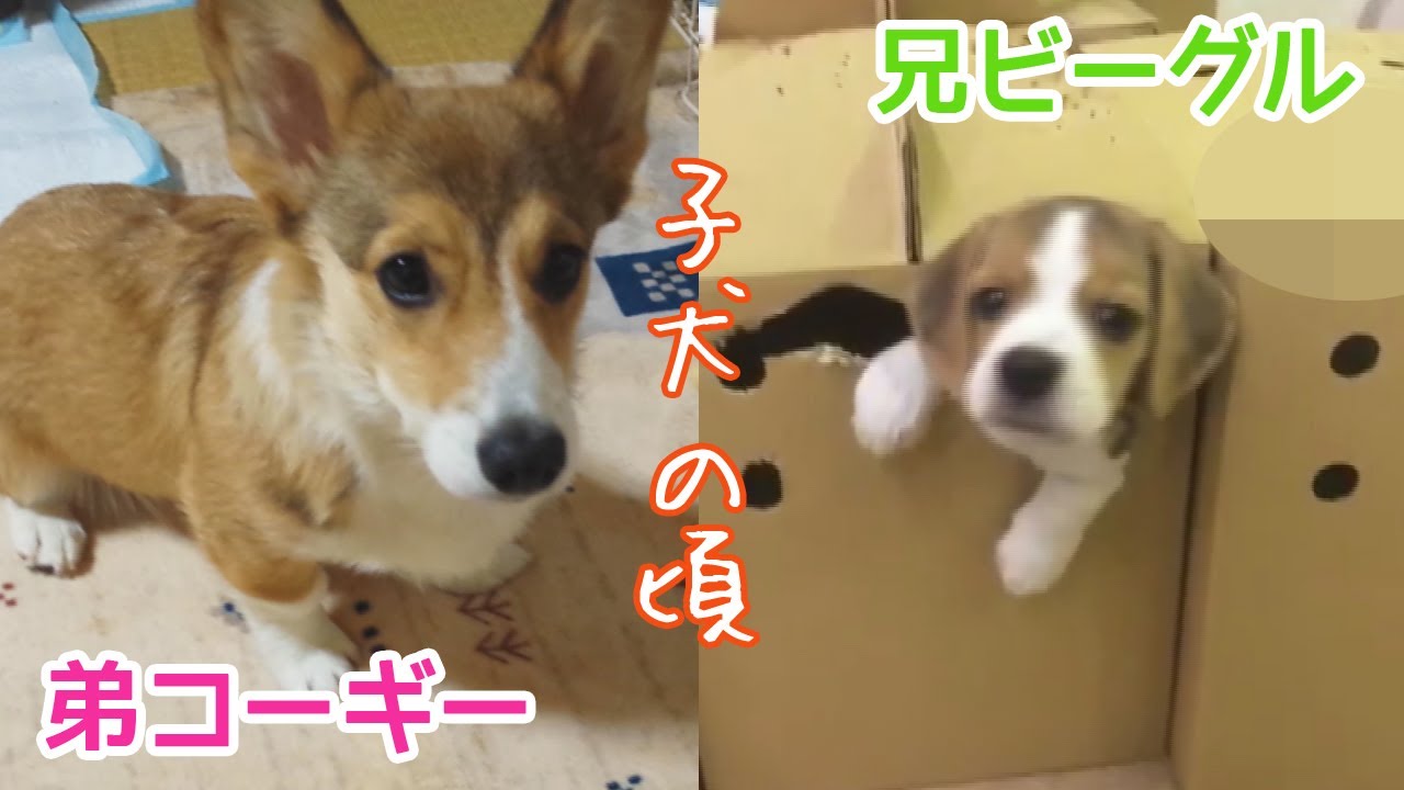 ビーグルとコーギー 子犬の頃 自己紹介します 画質低 Pembroke Welsh Corgi Beagle Puppy Youtube