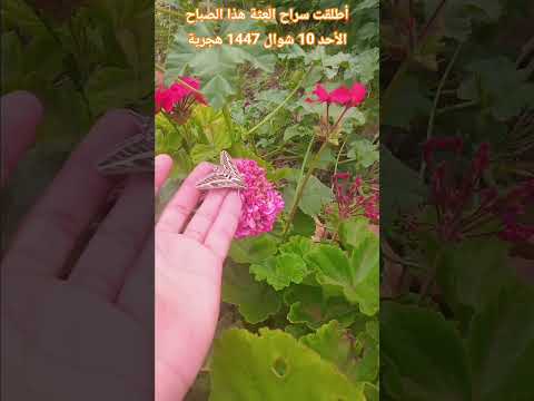 أطلقت سراح العثة هذا الصباح الأحد 10 شوال 1447 هجرية هل تستمتعون معنا بحق ابلور  