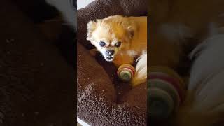 20180901 Timber REALLY loves her ball 18 45 06