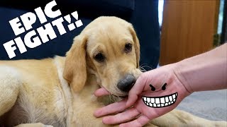 PUPPY FIGHTS EVIL HAND!! by Dogs React 1,620 views 4 years ago 3 minutes, 8 seconds