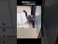 ranking funny cat moments #funny #shorts #cat