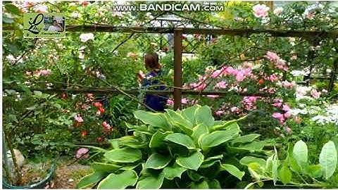 سعيد دباح - تلاوة من سورة النور