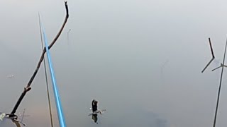 mancing maning ikan nila
