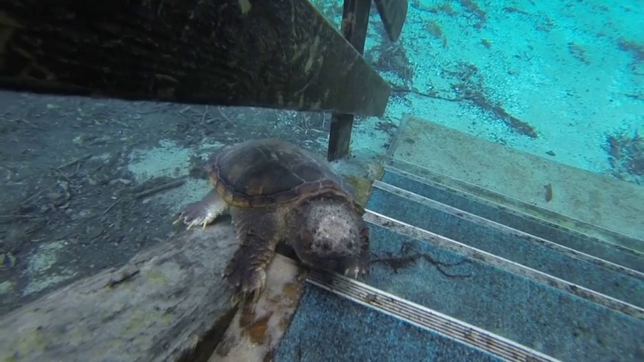 Ginnie Springs Florida's Ultimate Swimming Hole YouTube